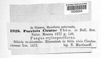 Puccinia cicutae image